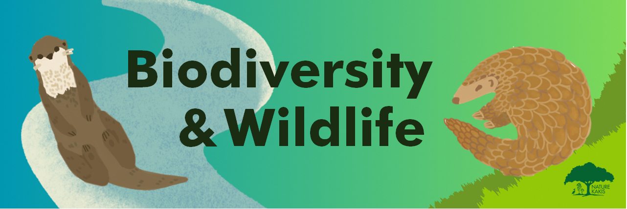 Illustrated banner on common biodiversity & wildlife in Singapore